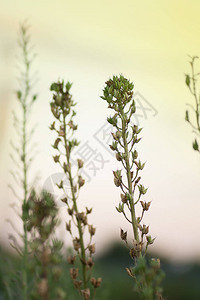 田间有机种植物是从种子中生长出来的飞燕草干菜籽飞图片