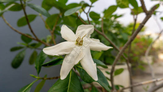 绿叶背景上盛开的美丽白花瓣茉莉花灌木树的枝条背景图片