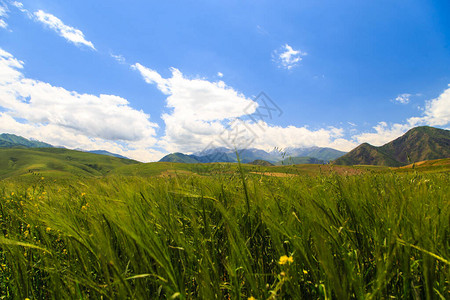 美丽的春天和夏日风景青山高雪山图片