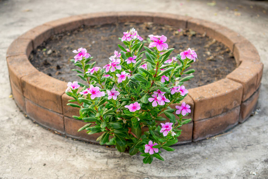 西印度长春花植物美丽的粉红色花瓣在圆形砖花基的绿叶上绽放图片