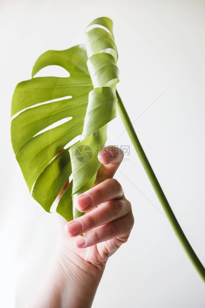 女手握着未露出的怪物叶子在浅薄的背景之下最小主义的概念照顾植物图片