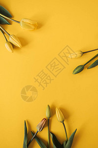 由黄色的郁金香花在黄色背景上制成图片