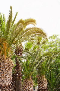绿色种植棕榈树热带背景暑假图片