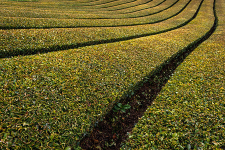 日本京都省Wazuka镇绿Uji茶种植园的Ishi高清图片