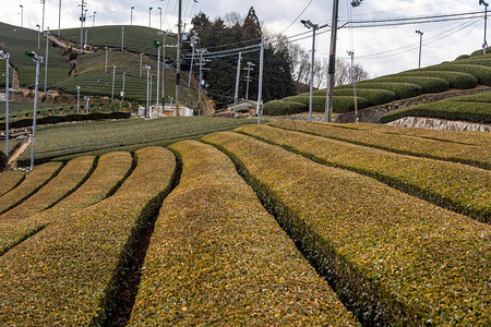 日本京都省Wazuka镇绿Uji茶种植园的Ishi背景图片