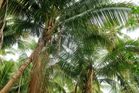 第一个种植的椰子产量很低图片