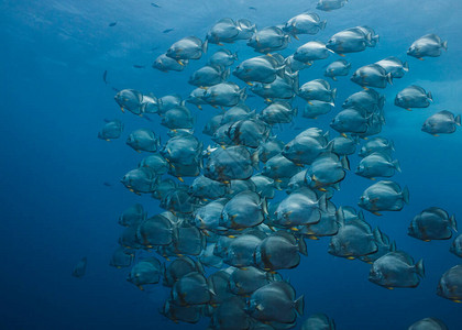 在露天蓝水中共游的大型中小学鱼Platax或Blo图片