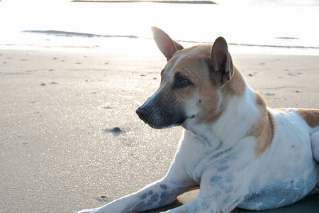 狗在海边的沙滩上坐着图片