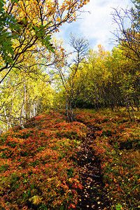 挪威山丘秋色挪威TromsFi图片