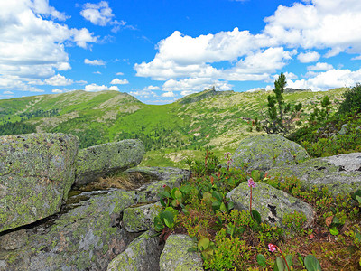 西萨彦山背景的石头中盛开的巴丹花或白芍自然公园Ergaki图片