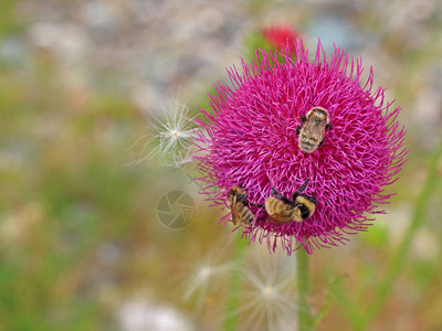 一只毛茸的野小黄蜂从紫色花图片