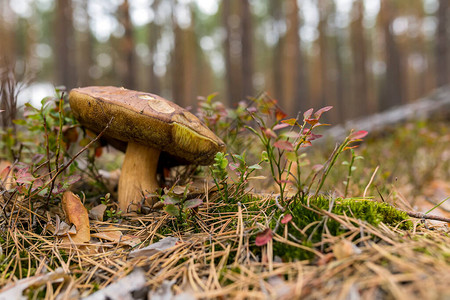 绿背景的森林里有食用蘑菇布利特斯埃杜利图片