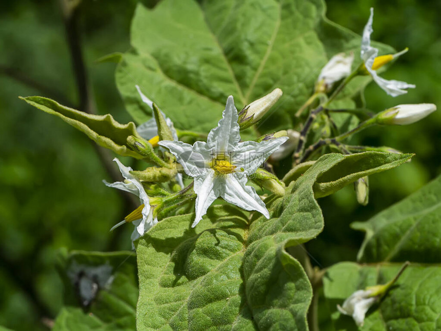 索拉努姆托武姆亚洲常见杂草或土耳其白莓的紧贴花朵图片
