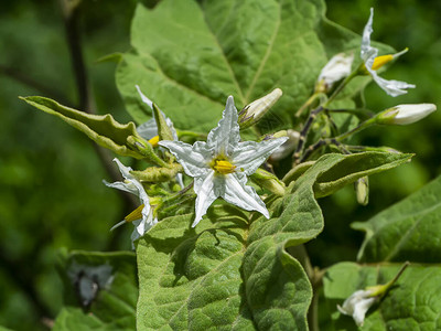 索拉努姆托武姆亚洲常见杂草或土耳其白莓的紧贴花朵图片