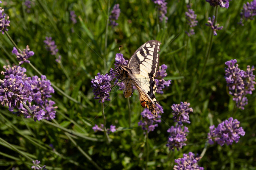 燕尾蝴蝶帕皮利奥的花纹食用来自拉文德花朵的花蜜Lavandula图片