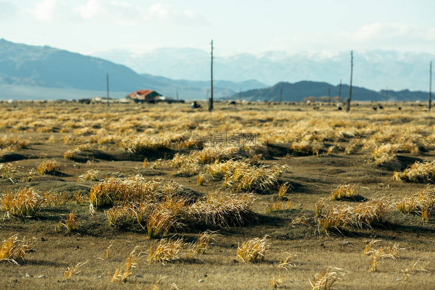 蒙古草原上的金草图片