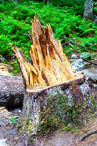 暴风雨过后森林里被摧毁的树木图片