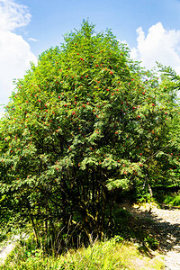 欧洲山阿什罗万树枝和成熟浆果索布图片