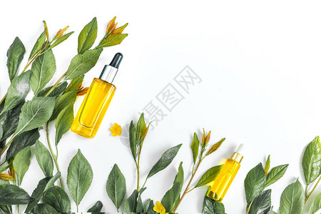 装有化妆品基本油的玻璃瓶新鲜绿色树枝和白底孤立的叶子有机天然产品平面图片