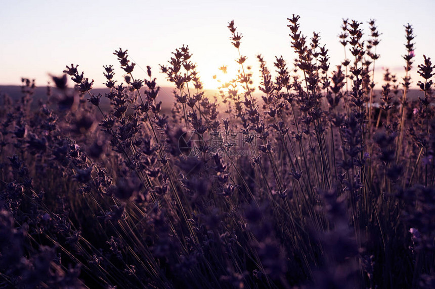 在夏天日落时间关闭的淡紫色罗兰色场夕阳在薰衣草的紫色花朵上闪烁图片中间是灌木图片