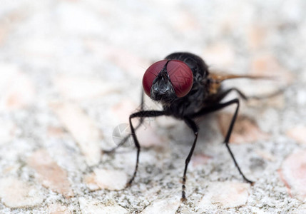 地板上的黑蝇的微距摄影图片