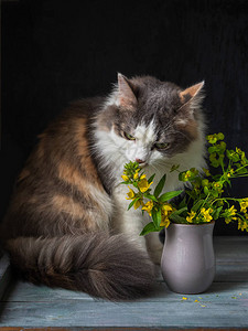 三色闪亮的猫在一束黄色花朵中闻花香在灰色陶图片