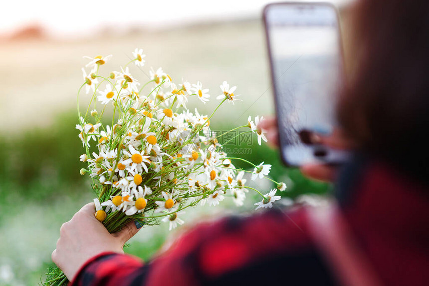 女人在大自然拍下一束雏菊时分在花田上行走的女女人用手机拍花人生图片