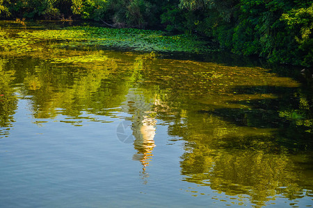 夏季自然河流景观河草夏天视图夏季绿河场景夏季自然河流景观东正教堂图片