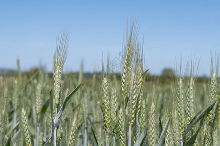 麦田里的绿色麦子图片