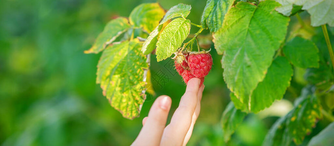 一只手触摸着有机果园丛生的新鲜草莓图片