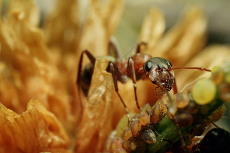 棕蚂蚁集体照顾虫类图片
