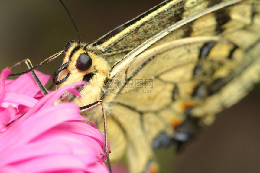 粉红色花朵上的大蝴蝶近闭眼图片