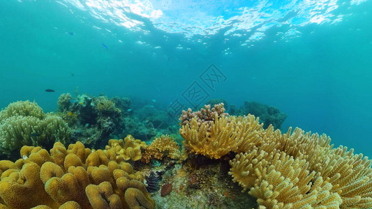 水下场景珊瑚礁水下海鱼热带珊瑚礁海洋五颜六色的水下海景菲律图片
