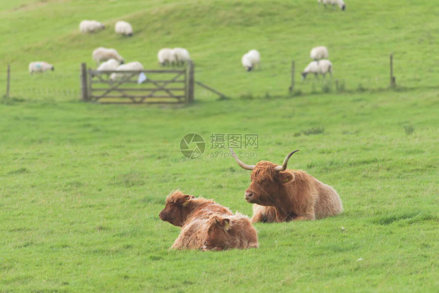 母牛小牛和公牛高地牛群都躺在平原牧场上图片