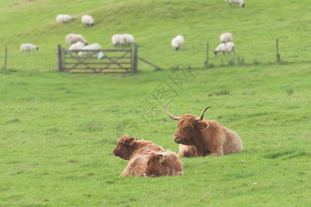 母牛小牛和公牛高地牛群都躺在平原牧场上图片