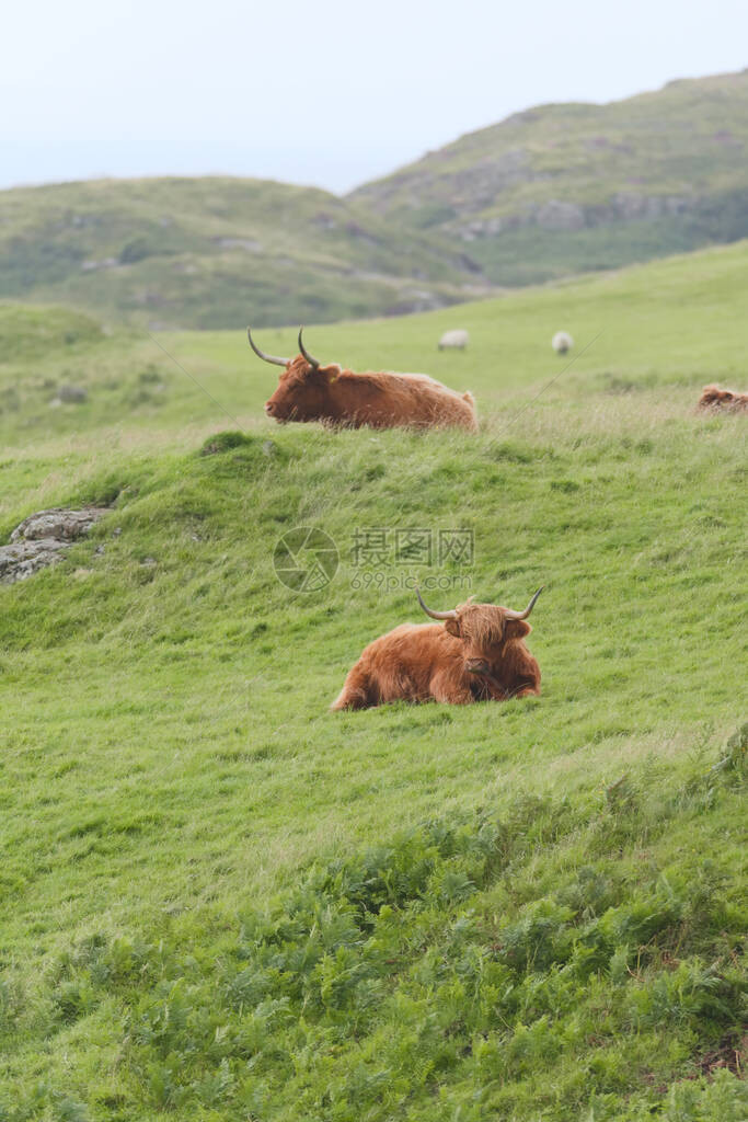 肖像两只雄高地牛公躺在被风吹过的草丛中图片