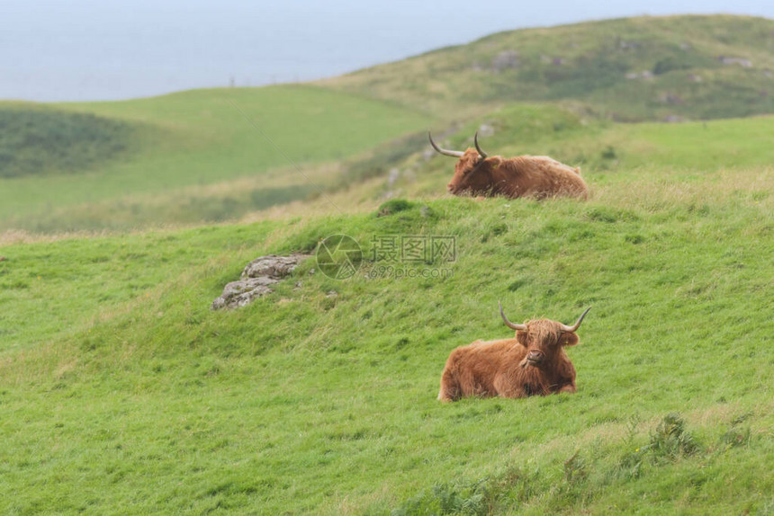 两头雄高地公牛在风湿草中流淌图片