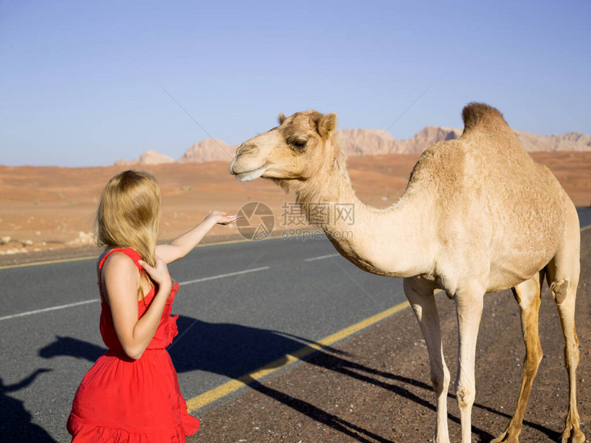 金发女孩伸出手掌伸向野骆驼图片