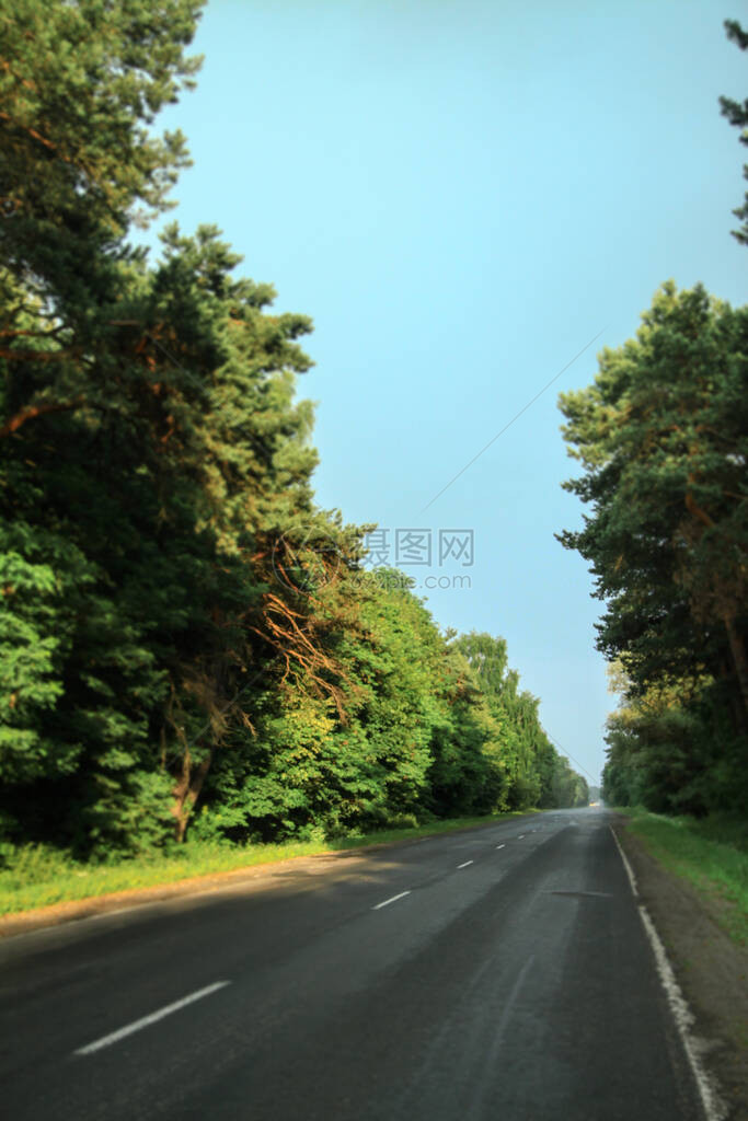 森林中的道路不专注于树木的背景图片