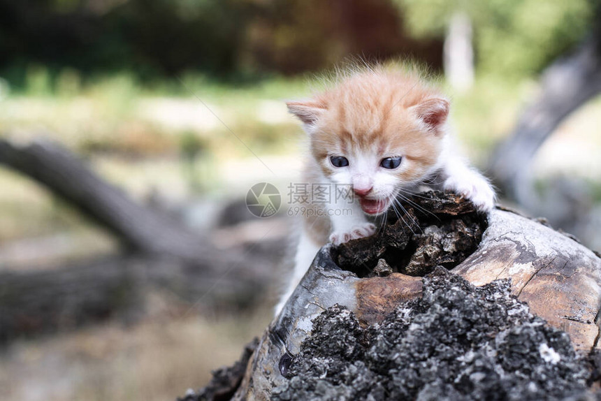 新生猫儿在自然界玩耍一只幼猫在大自然中第一次没有母亲设计时的鱼群背景很美图片