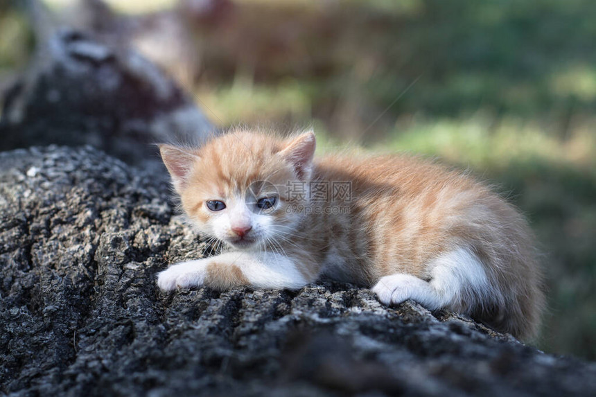 新生猫儿在自然界玩耍一只幼猫在大自然中第一次没有母亲设计时的鱼群背景很美图片