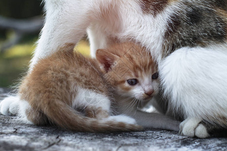 猫妈和她的孩子小猫对质的小猫宠物牛奶农村的宠物图片