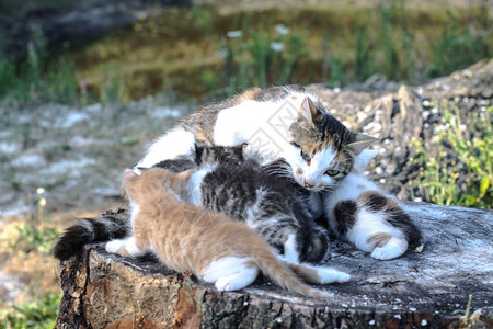 猫妈和她的孩子小猫对质的小猫宠物牛奶农村的宠物图片
