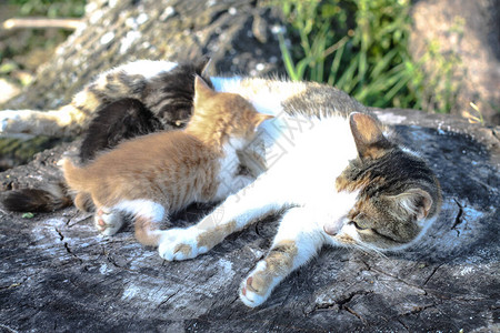 猫妈和她的孩子小猫对质的小猫宠物牛奶农村的宠物图片