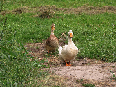 家禽鸭在农田中图片
