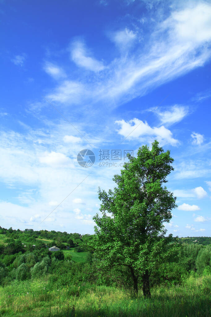 美丽的自然乡村夏季风景草绿植被和有山丘的树木图片