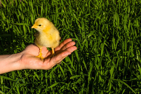 手握着绿草背景上的一只小黄鸡农业宠物图片
