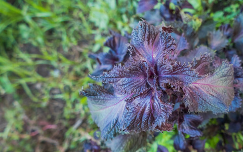 紫苏植物紫针户外紫苏叶户外背景图片