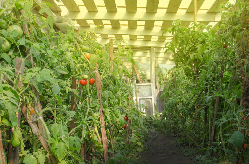 与绿色西红柿的领域准备好收获的未成熟的西红柿有西红柿植图片