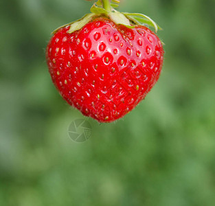 田间草莓植物上的新鲜草莓草莓种植户外拍摄带有复图片